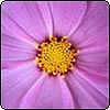 Cosmos