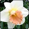 Pink and White Daffodils