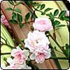 Garden Calendars 2008