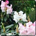 Pale Rhododendron