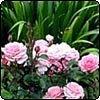 Pink Roses