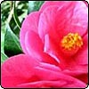 Pink Camellia with Yellow Stamens