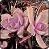 Unknown Pink