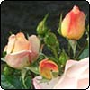 Birthday Rose Garden