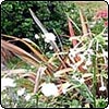 Island Garden Plantings
