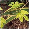 Plants Behaving Badly