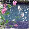Pink Reflections