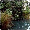Pond Water