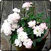 Miniature Roses