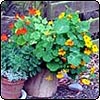 Nasturtiums in a Pot