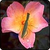 The Alexandra Rose