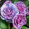 Blue Primrose