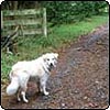 Walking the Dog