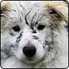 Rusty Dog