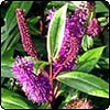 Purple Flowering Hebe
