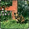 Purple Pansy Cat