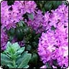 Rhododendron Blue Jay