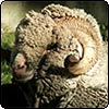 Charles the Merino Ram