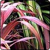 Dark Red Flax 