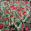 Lychnis