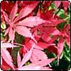 Red Maple