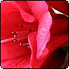 Dunedin Rhododendron Festival - 1