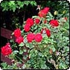 Dublin Bay Roses