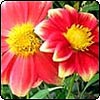 Moosey Hybrid Dahlia