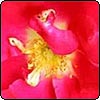 Redcoat Rose
