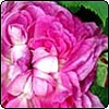  Reine des Violettes 