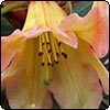 Rhododendrons