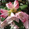 Rhododendron Graham