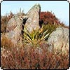 Mount Alford