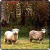 Romney & Merino Sheep