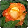  Sam McGredy's Roses - 2 