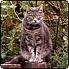 Rose Bush Thorn Cat