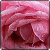 Raindrops on Roses