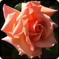 Compassion Rose