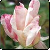 Rose Avenue in the Orchard
