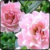 The Fairy Rose