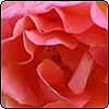 Westerland Roses