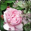 Clary Sage