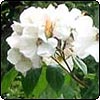 Sally Holmes Rose