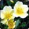 Rose Canary Bird