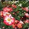 What Counts in Your Garden?