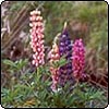 Russell Lupins