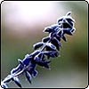 Frosted Salvia