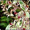Scrophularia