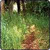 Secret Garden Path