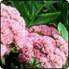 Sedum
